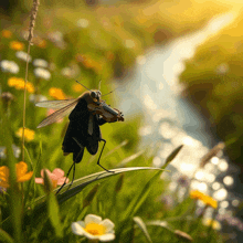 a fly plays a violin in a field of flowers