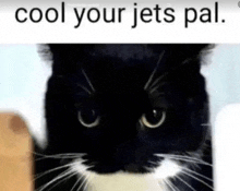 a black and white cat with the words `` cool your jets pal '' written above it .