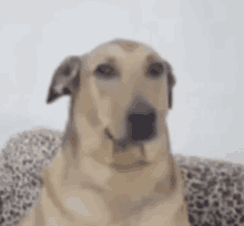 a close up of a dog sitting on a leopard print blanket .