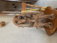 a cocker spaniel sits on a wooden chair with a yellow leash around its neck