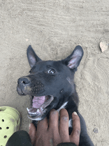 a black dog with its tongue out is being petted by a person