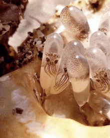 a close up of a group of jellyfish on a coral reef