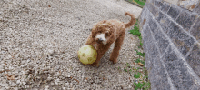 a small dog playing with a yellow soccer ball