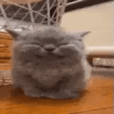a gray cat is sitting on top of a wooden table .