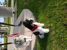 a black and white dog wearing a red harness stands next to another dog