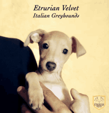 a person is holding a puppy with the words etrurian velvet italian greyhounds on the bottom