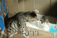 two cats are playing in a cardboard box and one of them has a foreign language written on its face