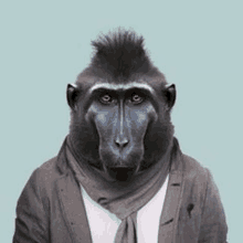 a monkey with a mohawk is wearing a jacket and scarf .