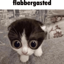 a black and white kitten with big eyes and the words flabbergasted above it