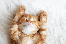 an orange and white cat is sleeping on its back with its paws up