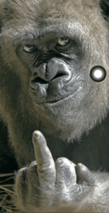 a gorilla is giving the middle finger and has a circle around it