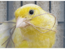 a close up of a yellow bird with a rope in its beak