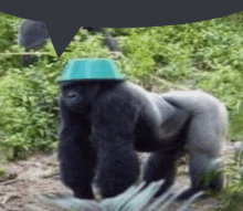 a gorilla wearing a blue hat is standing in the grass