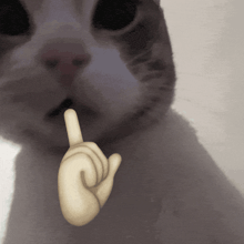 a close up of a cat 's face with a finger pointing at its mouth