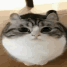 a close up of a gray and white cat sitting on the floor .