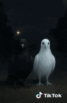 two pigeons are dancing in a dark room with tiktok written on the bottom