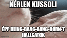 a picture of a cat with a foreign language caption