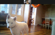 a white dog is standing in front of a man on a video call with the name vanessa on the screen