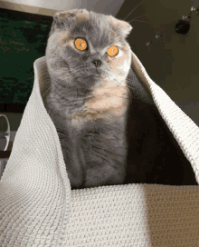 a cat with orange eyes is sitting in a white knitted blanket