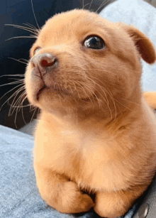 a close up of a puppy looking up with a blue background