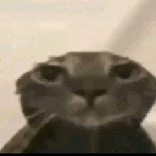 a close up of a cat 's face with a blurry background .