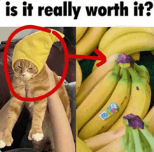 a cat wearing a banana hat next to bananas