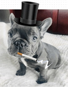 a bulldog wearing a top hat and smoking a cigarette