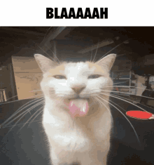 a cat sticking its tongue out with the words blaaaaah above it