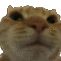 a close up of a cat 's face on a white background with a blurred background .