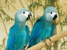 two blue and white birds are perched on a branch