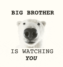 a polar bear with the words " big brother is watching you " below it