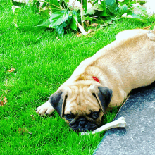 a pug dog is laying on the grass with a bone in its mouth