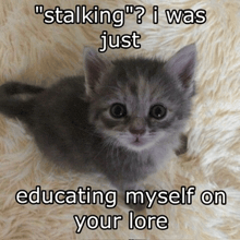a kitten is laying on a fluffy blanket with the caption " stalking " i was just educating myself on your lore