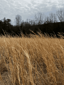 a field of tall dry grass with trees in the background