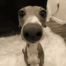 a close up of a dog 's nose sitting on a white rug looking at the camera .