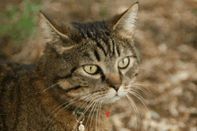 a close up of a cat 's face with green eyes and a red collar