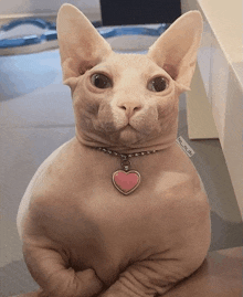 a hairless cat with a pink heart shaped necklace