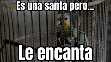 a bird in a cage with the words es una santa pero