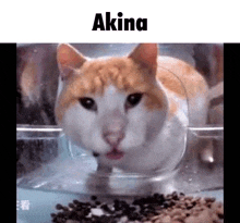 an orange and white cat is drinking water from a plastic bowl .