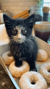 a black and white kitten with powdered sugar on its face is standing next to a box of donuts .