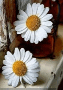 two daisies are on a window sill next to a jar