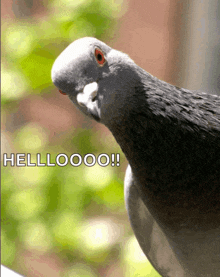 a picture of a pigeon with the words hellooo written below it