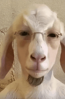 a white goat with glasses and a beard