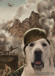 a picture of a dog wearing a military helmet with the words pic collage at the bottom