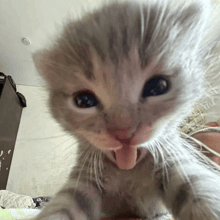 a kitten sticking its tongue out while looking at the camera
