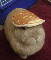 a rabbit has a pancake on its head