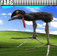 an ostrich wearing a pirate hat and a red scarf is standing in a grassy field