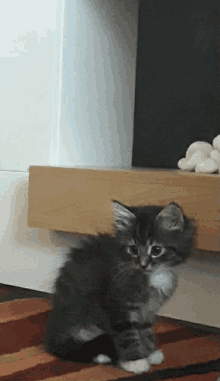 a small kitten sitting on a rug looking at the camera