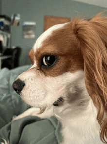 a close up of a brown and white dog laying on a bed