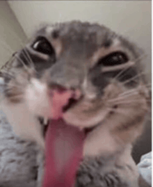 a close up of a cat licking its face with its tongue out .